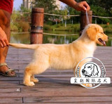出售纯种金毛寻回犬幼犬 宠物狗金毛巡回猎犬 包纯种可视频挑选
