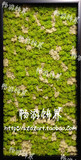 新中式禅意境样板房间会所装饰画田园客厅玄关绿色植物墙工艺挂画
