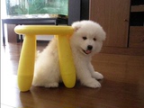 萨摩耶犬宠物纯种萨摩耶幼犬出售/白色微笑天使狗狗雪橇犬送货