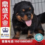 北京纯种罗威纳犬宠物狗狗出售赛级血统健康大型犬护卫犬幼犬包邮