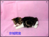 CFA猫舍异短加菲猫棕虎斑加白弟弟异国短毛猫4月20日出生