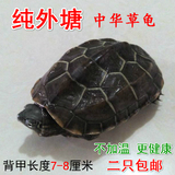 小乌龟活体宠物龟 外塘小草龟金线龟观赏乌龟 免包装送龟粮2包邮