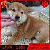 日本柴犬纯种幼犬日本柴犬宠物狗活体赛级柴犬幼犬出售日系血统11
