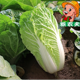 新农夫有机种植绿色新鲜蔬菜天然大白菜500克配送广东满66元包