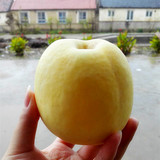 烟台金富士苹果水果80左右奶油富士苹果新鲜12个4.5斤包邮