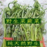 东北蕨菜 蔬菜 拳头菜龙头菜山特产纯天然野生绿色野菜山野菜250g