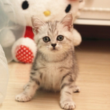 出售美国短毛猫英国短毛猫 虎斑猫 银虎斑标准斑 活体 纯种猫