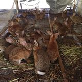 【大灰兔】自家繁殖种兔兔子活体纯种小白兔小黑兔公主兔熊猫兔