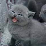 【实拍】纯种英短蓝猫 CFA猫舍英国短毛猫 赛级后代包子脸英短母