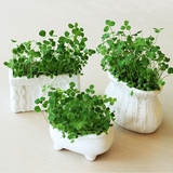 创意桌面迷你盆栽陶瓷小绿植室内防辐射植物微景观生态瓶diy种子