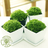绿地珊瑚蕨绿植盆栽办公室桌面创意小植物迷你盆栽水培净化空气