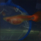 新品种 红色 玻璃猫 孔雀鱼 热带鱼 宠物鱼 观赏鱼 凤尾鱼 活体