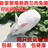 成长系肉兔子活体大型种兔苗活体新西兰肉兔野兔小白兔可长10几斤