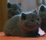 【精品英短蓝猫】活体宠物猫 英国短毛猫短耳猫 英国短毛蓝猫母猫