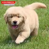 美系血统金毛犬纯种幼犬出售 品相可爱的宠物狗 美国黄金猎犬