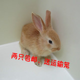 猫兔子黑兔灰兔小野兔子活体 包邮包活小白兔宠物兔宝宝 公主兔熊