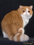 【晓晓猫屋】CFA注册超级种公的后代加菲猫宝宝幼猫宠物猫活体