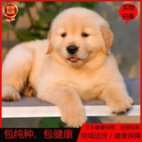 北京金毛犬幼犬出售纯种金毛幼犬黄金猎犬金毛犬家养活体宠物0222