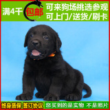 纯种拉布拉多 犬 幼犬出售 拉不拉多寻回猎犬导盲犬 黑色宠物狗07