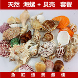 天然海螺贝壳珊瑚批发寄居蟹卷贝鱼缸装饰品地台海星套装礼物摆件