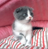 （售出）极品苏格兰折耳猫自家养英短幼猫 纯种蓝白双色宠物猫MM