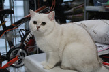 【Crazy cats】英短 银渐层 短毛 宠物猫 活体 种母展示