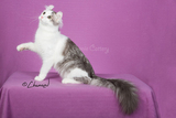 【Genie】美国卷耳猫CFA世界第一直女Lacey-种猫展示(非卖
