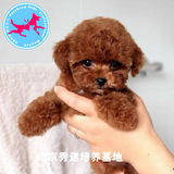 适合家养的纯种玩具泰迪幼犬出售宠物狗 小体红贵宾茶杯犬