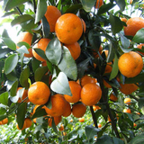 盆栽地栽果树苗柑桔 金桔 砂糖橘子树苗 南北方种植果树当年结果
