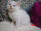 CFA注册布偶猫舍实猫拍照纯种布偶猫宝宝奶油双色妹妹MM已在新家