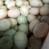 农家新鲜土鸭蛋 放养麻鸭蛋 20个起拍