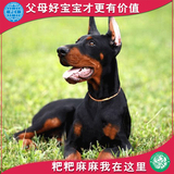 纯种德系杜宾犬活体幼犬出售 德国警犬护卫犬 黑色棕色红色宠物狗