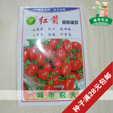 【农科院红箭樱桃番茄种子】原装0.2克 小番茄 圣女果