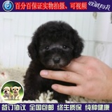 泰迪犬幼犬出售韩系泰迪幼犬纯种宠物狗玩具体贵宾犬泰迪犬活体33