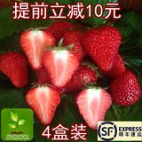 北京特产奶油草莓无公害有机草梅水果新鲜大草莓红颜草莓顺丰包邮