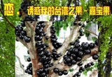 庭院盆栽台湾树葡萄 嘉宝果苗 嘉宝果树苗 树葡萄 果树苗 珍稀果