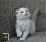 蓝家布偶猫CFA登录注册幼猫蓝双色海豹双色重点色山猫双公母sold