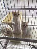 【售出】名贵活体宠物猫 加菲猫 任意一只公6499 母7499 幼猫