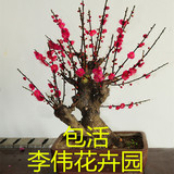 天天特价红梅 红梅花 红梅树桩 树形红梅 盆栽红梅 盆景红梅包活