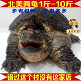 2016北美小鳄龟大乌龟1斤-10斤左右鳄鱼龟活体乌龟宠物龟水龟真鳄