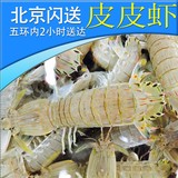 鲜活皮皮虾 琵琶虾 虾爬子富贵虾 新鲜海鲜水产北京可闪送直达