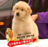 赛级大型犬金毛犬幼犬出售纯种金毛幼犬宠物狗活体家养金毛狗赛级