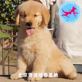 美国血统纯种金毛幼犬出售狗狗，美国黄金猎犬高品质的宠物狗