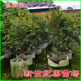 正宗台湾树葡萄 1到5年大苗包邮果树 嘉宝果苗庭院盆栽园艺种植