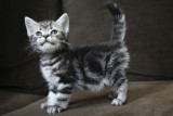【小雏菊猫舍】美国短毛猫标准银虎斑母 美短标斑 银虎斑猫咪
