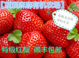北京特产奶油草莓红颜草莓新鲜水果大草莓现采现发同城卖家送货