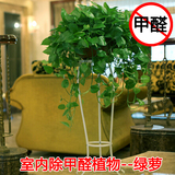 武汉送货吸甲醛净化空气柱子杆子大型绿植大叶绿萝大盆栽花卉植物