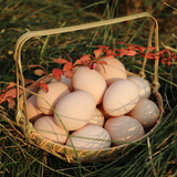 【维康庄园】有机粉壳土鸡蛋和绿壳乌鸡蛋各10枚土鸡蛋组合装