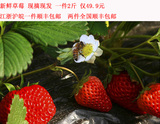 新鲜现摘 有机草莓 奶油草莓 顺丰包邮 农家自产 送礼佳品 1000g