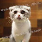 宠物猫活体纯种苏格兰折耳加白虎斑纹猫咪幼崽重庆实体店包健康